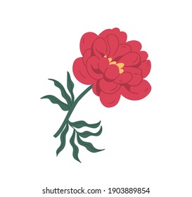 Gorgeous blossomed red peony or dahlia with bright lush petals. Elegant blooming flower with stem and leaf isolated on white background. Colorful flat vector illustration