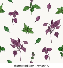 Gorgeous botanical seamless pattern with green and purple basil leaves hand drawn on white background. Backdrop with aromatic herb, plant cultivated for culinary use. Natural vector illustration.