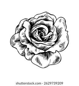 A gorgeous bud of an open rose with large petals. Graphic line art hand drawn ink black and white illustration vector clip art. Isolated object flower