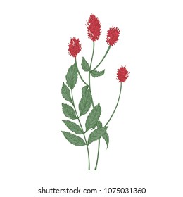 Gorgeous flowers and leaves of Sanguisorba officinalis or great burnet plant isolated on white background. Hand drawn flowering plant or wildflower used in phytotherapy. Elegant vector illustration