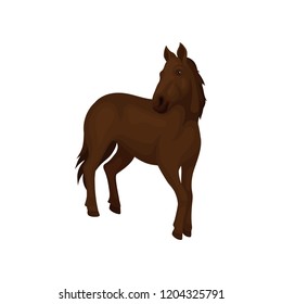 Gorgeous horse with dark brown coat, long flowing mane and tail. Mammal animal with hooves. Flat vector design