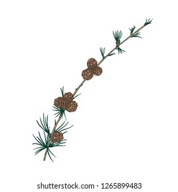 Gorgeous natural drawing of larch branch with needle-like foliage and cones. Evergreen coniferous tree sprig. Christmas decorative design element. Realistic vector illustration in antique style.