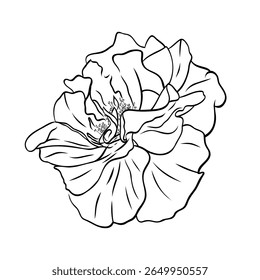 Gorgeous open rose bud with large petals. Graphic line art hand drawn ink black and white illustration vector picture. Isolated object flower. For the design of postcards, posters, stickers, prints