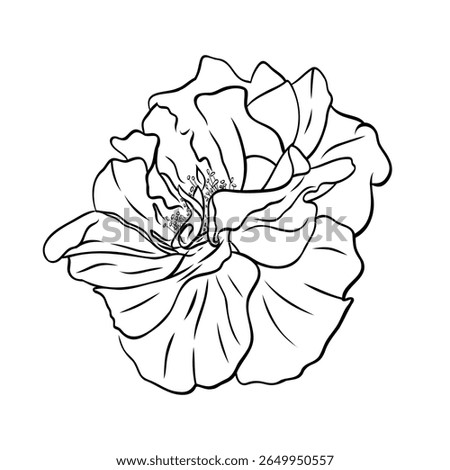 Gorgeous open rose bud with large petals. Graphic line art hand drawn ink black and white illustration vector picture. Isolated object flower. For the design of postcards, posters, stickers, prints