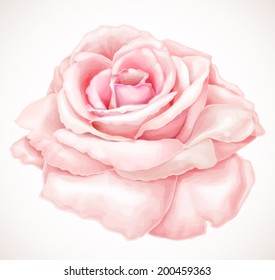 Gorgeous pink rose. Vector illustration