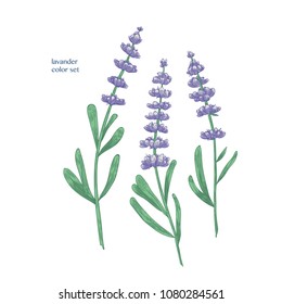 Gorgeous purple lavender flowers and green leaves hand drawn on white background. Beautiful flowering plant, fragrant herb used in culinary and aromatherapy . Vector illustration in vintage style