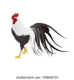 Gorgeous realistic white and grey rooster illustration