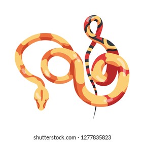 Gorgeous sinuous snake isolated on white background. Exotic carnivorous reptile, venomous predator, wild desert or tropical jungle animal. Colorful vector illustration in flat cartoon style.