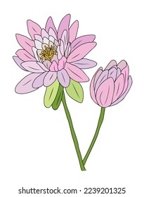 Gorgeous Water Lily flower Colorful vector illustration isolated on white background. July birth month flower. Sakura design for wall art, poster, greeting cards, invitations, tattoo, logo, packaging