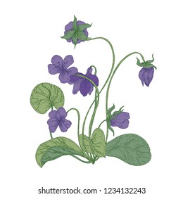 Gorgeous wood violet flowers isolated on white background. Natural drawing of wild herbaceous flowering perennial plant used in herbal medicine. Colorful floral realistic vector illustration.