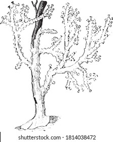 Gorgone tree shape, From the Dictionary of Word and Things, 1888.