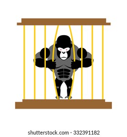 Gorilla in cage in Zoo. Strong Scary wild animal in captivity. Big Monkey sits behind bars.  