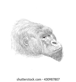 Gorilla Face Drawing: vector de stock (libre de regalías) 430836208