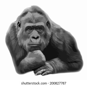 Gorilla female, lying in pose of the Rodin "Thinker", isolated on white background. Human like expression of the wisdom of the great ape, the biggest primate. Amazing vector gray scaled image.