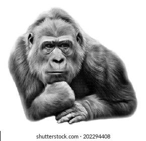 Gorilla female, lying in pose of the Rodin "Thinker" , isolated on white background. Human like expression of the great ape, the biggest primate. Amazing vector black and white dotted image.