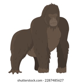 Gorilla, genus of apes. The largest representative of primates. Images for nature reserves, zoos and children's educational paraphernalia. Vector illustration. Isolated object.