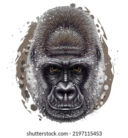 Gorilla. Graphic, color portrait of a gorilla monkey in watercolor style on a white background. Digital vector graphics.