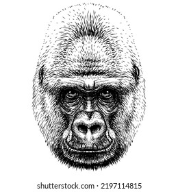 Gorilla. Graphic, sketch portrait of a gorilla monkey on a white background. Digital vector graphics.