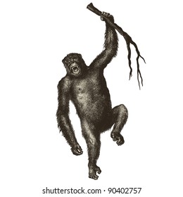 Gorilla hanging in a tree Vintage engraved illustration - "Cent récits d'histoire naturelle" by C.Delon published in 1889 France