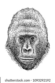 Gorilla head illustration, drawing, engraving, ink, line art, vector