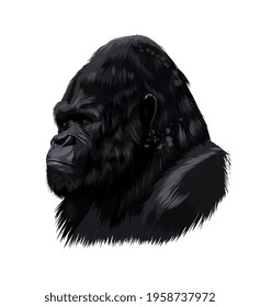 Gorilla head portrait from a splash of watercolor, colored drawing, realistic. Vector illustration of paints