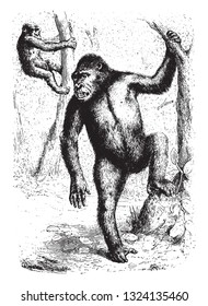 Gorilla and her child, vintage engraved illustration. From Zoology Elements from Paul Gervais.
