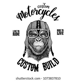 Gorilla, monkey, ape Biker, motorcycle animal. Hand drawn image for tattoo, emblem, badge, logo, patch, t-shirt