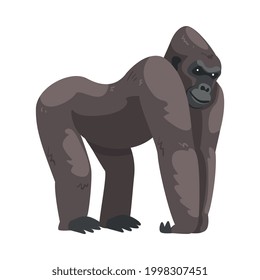 Gorilla Monkey as Ground-dwelling Herbivorous Great Ape Vector Illustration