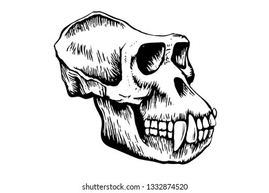 Gorilla monkey skull, hand-drawn sketch isolated on white background. vector illustration