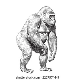 Gorilla monkey standing sketch abstract hand drawn engraving style Vector illustration.