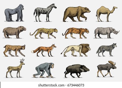 African Animals Illustration Drawing Engraving Ink Stock Vector ...