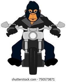 gorilla on a motorcycle