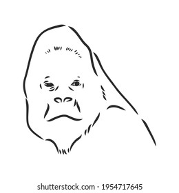 Gorilla portrait. Detailed hand drawn style. Isolated on white background