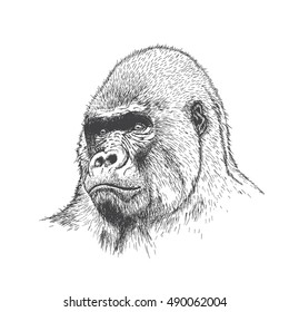 Gorilla portrait. Detailed hand drawn style. Isolated on white background