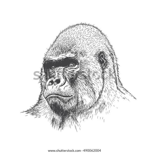 Gorilla Portrait Detailed Hand Drawn Style Stock Vector (Royalty Free ...