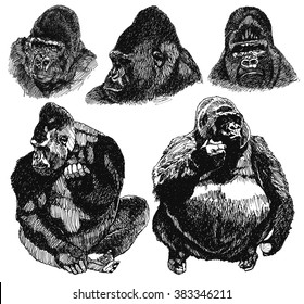 Gorilla sketch isolated on white background. Hand draw.