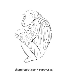 Gorilla sketch. Monkey sits and thinks. Line style