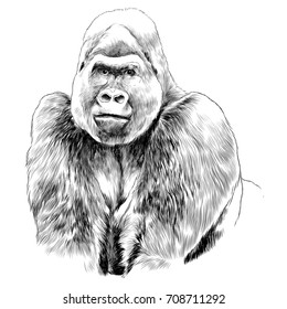 Gorilla Sketch Images Stock Photos Vectors Shutterstock Since then she has continued to record her experiences and observations through the process of drawing and video. https www shutterstock com image vector gorilla sketch vector graphics color monochrome 708711292