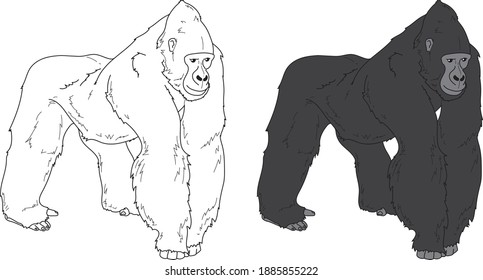 Gorilla vector drawing animal vector drawing, cartoon vector, line art and color