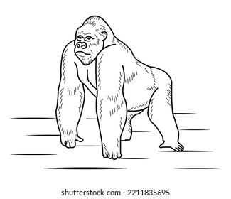 Gorilla vector illustration template for Coloring book. Drawing lesson for children