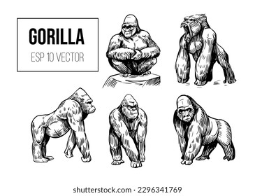 Gorilla vector set. ape, monkey animals. Black outline on a transparent background. Hand drawn sketch