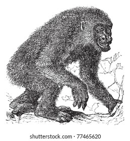 Gorilla, vintage engraving. Old engraved illustration of Gorilla, running in the meadow. Trousset Encyclopedia.