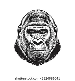 Gorrila head vector illustration, hand drawn