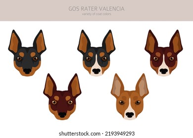 Gos Rater Valencia clipart. Different coat colors set.  Vector illustration