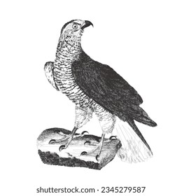 Goshawk. Doodle sketch. Vintage vector illustration.