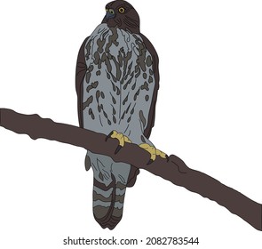 Goshawk aisló a los pájaros. Conjunto de aves realistas.Esbozo vectorial dibujado a mano.Ilustración vectorial.