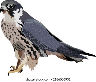 Goshawk Wild Bird Animal Vektorgrafik