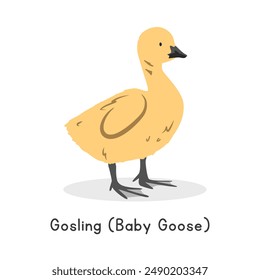 Gosling (ganso bebé) Ilustración vectorial. Lindo Clipart de dibujos animados de engaño amarillo, animal en estilo plano. Concepto de animales de granja, agricultura rural. Diseño de Vector de ganso bebé de aves de corral de ganado aislado en blanco