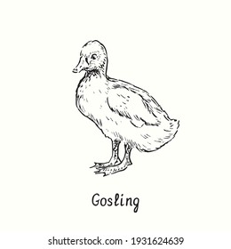 Gosling standing side view. Ink black and white doodle drawing in woodcut outline style. Vector illustration