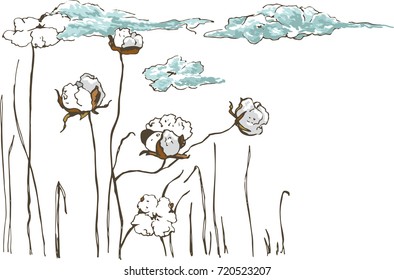 
Gossypium, cotton flowers turn into light clouds